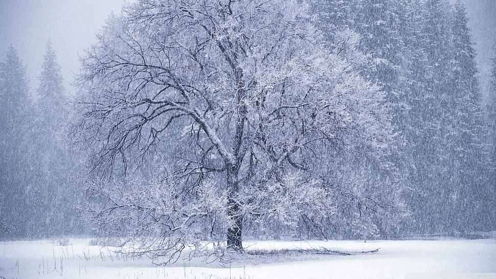 gray tree covered with snow HD wallpaper