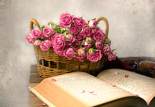 rose, flowers, books, baskets HD wallpaper