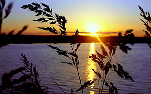 body of water, summer, sunset, Sun, water