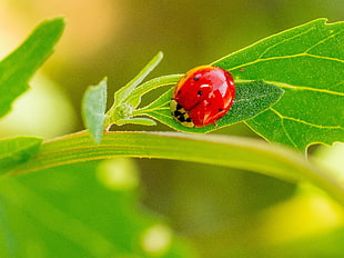 red ladybug on green leaf in closeup shot HD wallpaper