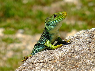 green lizard on gray rock HD wallpaper