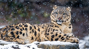 brown cheetah, animals, snow leopards, leopard HD wallpaper