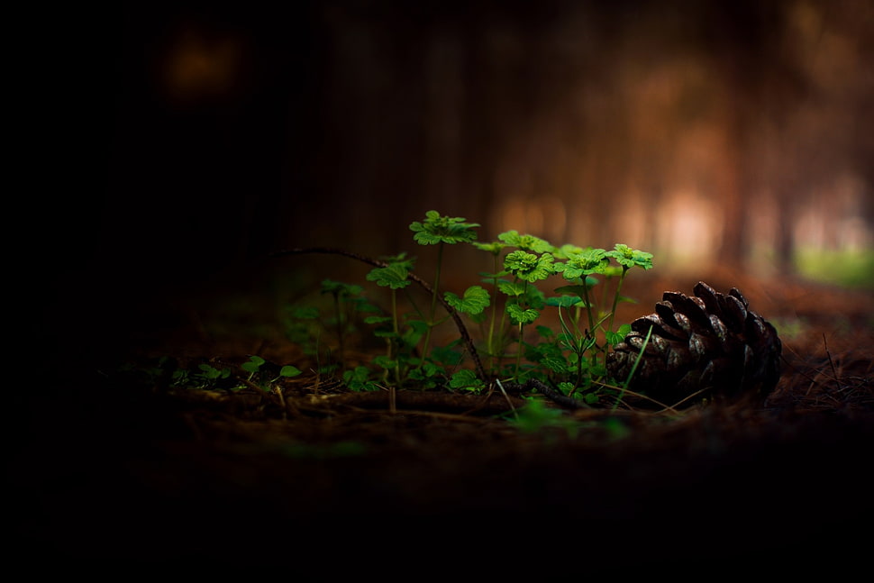 selective focus photo of green leaf plant and pinecone HD wallpaper