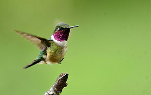 green, purple,and green flying hummingbird HD wallpaper