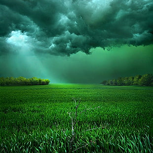 grass grass field, clouds, field, sunlight, storm HD wallpaper