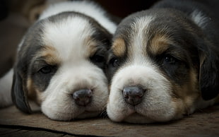 two beagle puppies