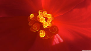 closeup, plants, red flowers, macro