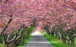 cherry blossom trees beside grey asphalt road HD wallpaper