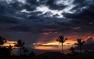 palm tree, nature, clouds, palm trees, sea