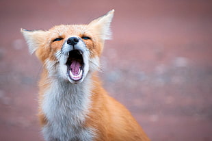 selective focus photography of red fox, pei HD wallpaper