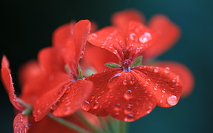 selective photo of red petaled flower HD wallpaper