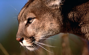 brown lioness