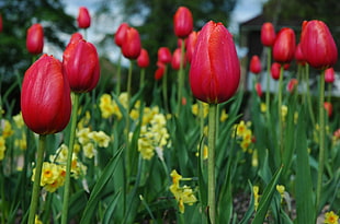 red tulips cluster during daytime