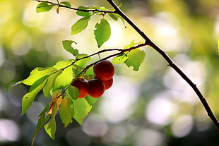 close up photo of red fruit at daytime HD wallpaper