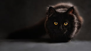 black cat, animals, cat HD wallpaper