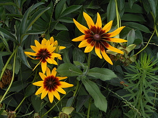 three yellow-and-red flowers HD wallpaper
