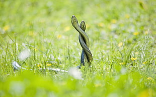 selective focus of two snake on grass HD wallpaper