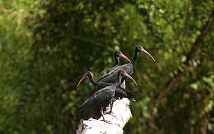 four black birds on tree branch HD wallpaper