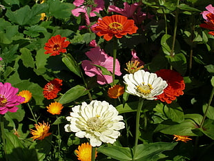 white and red flowers during daytime