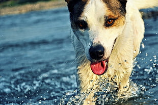 shallow focus photography of short coated white and brown puppy