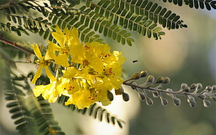 yellow clustered flowers in closeup photo HD wallpaper