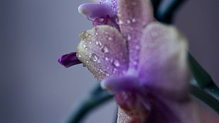 wet purple orchid HD wallpaper