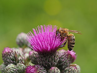 yellow bee on pink flower plant