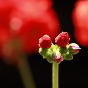 sallow focus photography of red roses HD wallpaper