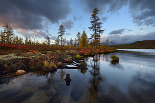 green trees, water, nature, landscape, trees