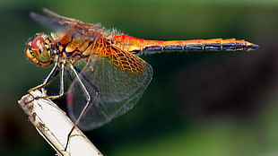 red Eyed Skimmer perched on gray leaf in closeup photography HD wallpaper