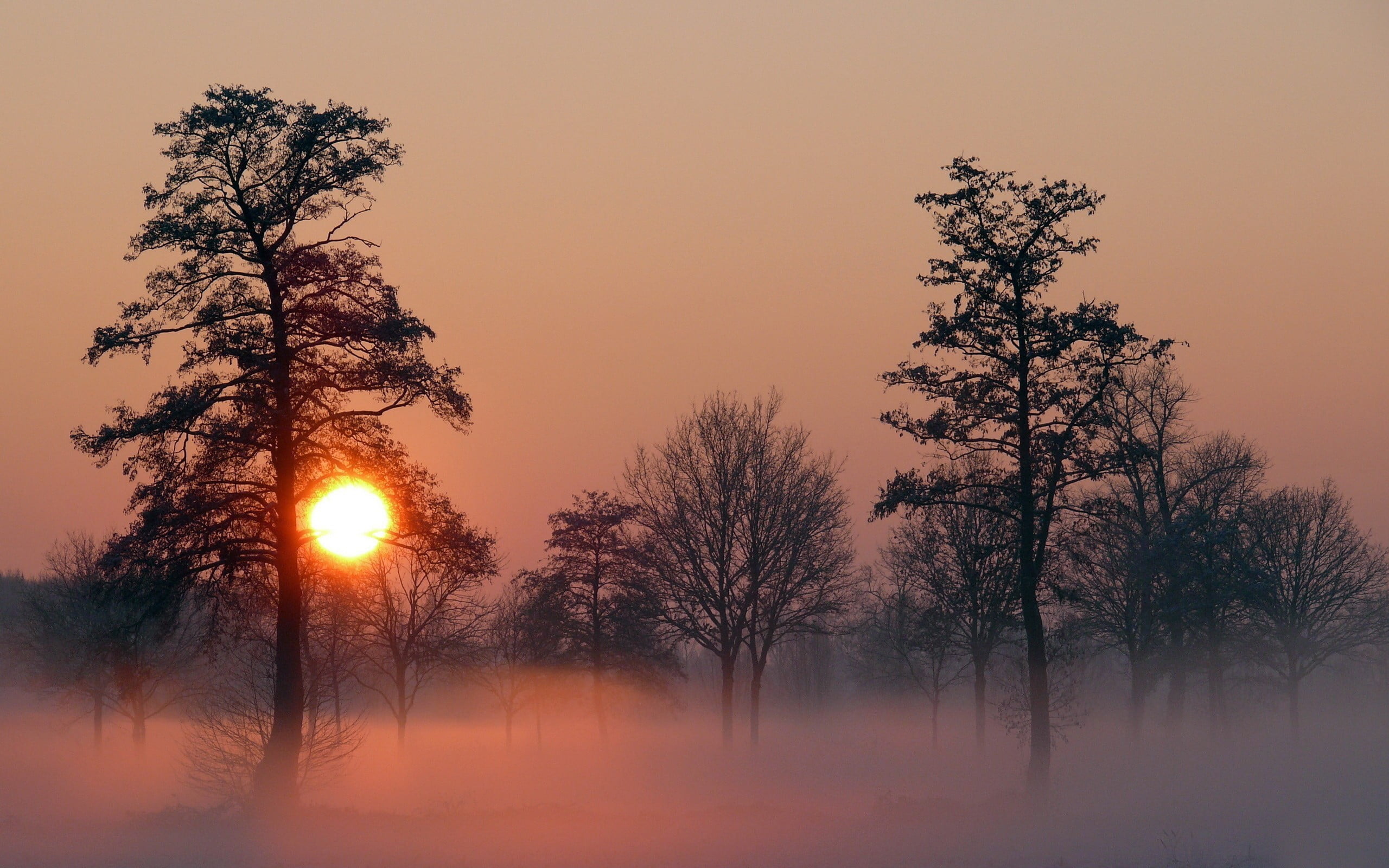 leafed trees, landscape, nature, sunset, mist