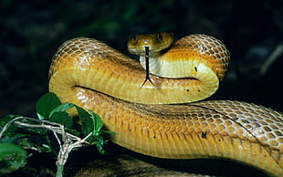 brown, yellow, and white hissing snake HD wallpaper