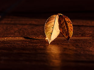 two brown leaves HD wallpaper