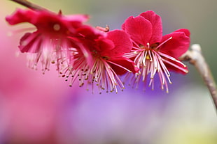 pink petaled flower HD wallpaper