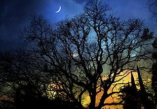 photo of tree during nighttime HD wallpaper