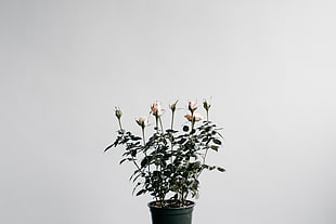 pink roses and black flower pot