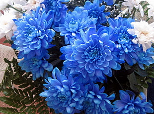 blue and white flowers