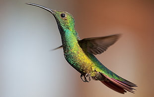 green and yellow bird figurine, hummingbirds, birds, animals HD wallpaper