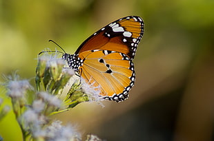 close up photo of black and brown butterfly