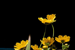 shallow focus photography of yellow flowers HD wallpaper