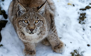 brown lynx on snow HD wallpaper