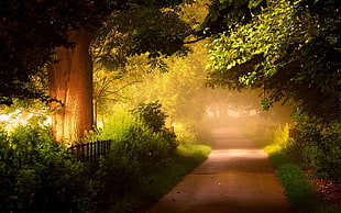 brown and green trees painting, pathway, trees, plants