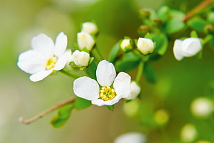 shallow focus of a white flower on green stem, meadowsweet