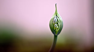 green leaf plant