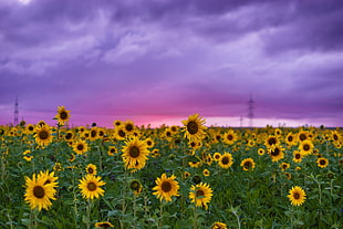 sun flowers view during day time