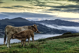 brown cattle with calf on grass field near a mountain HD wallpaper