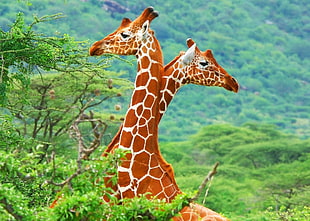 brown and white giraffe figurine, animals, giraffes