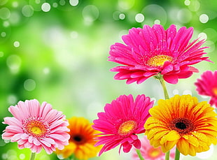 pink, magenta, and white Gerbera flowers HD wallpaper