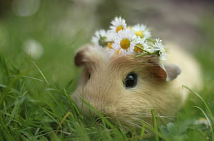 hamster in green grass HD wallpaper