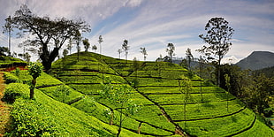 green field under blue sky HD wallpaper